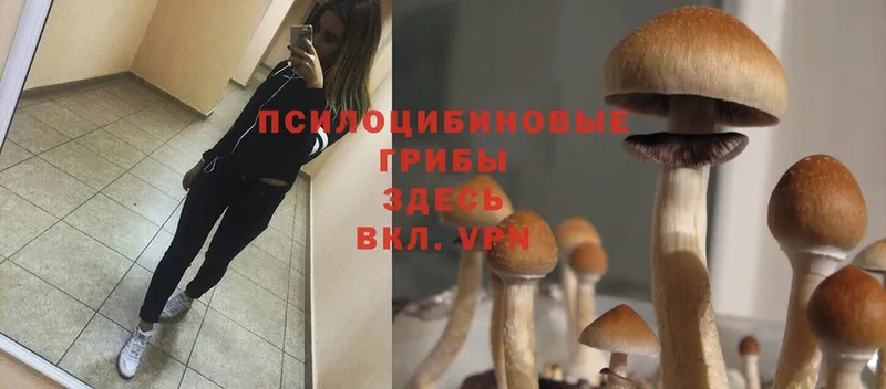 Галлюциногенные грибы Cubensis  площадка телеграм  omg ссылки  Горняк  дарнет шоп 